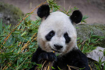 Fototapeta premium A Panda Bear eating bamboo pictured in its enclosure in a Zoo.