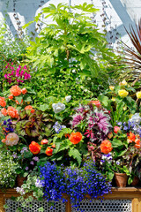 Fototapeta na wymiar Colourful flowers in an english garden