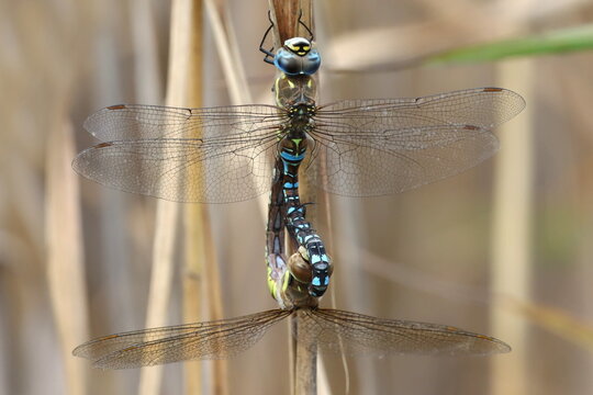 reproduction de libellules anax empereur