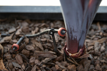 Automatic irrigation system. Closeup view of the small plastic hose connected to the soil for drip...