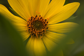 Sonnenblume im Sommer - 459749933