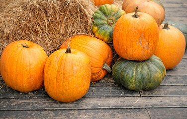big orange pumpkins in garden. symbol of Autumn harvest, Thanksgiving, Mabon sabbat and Halloween holiday. fall seasonal natural background. - obrazy, fototapety, plakaty