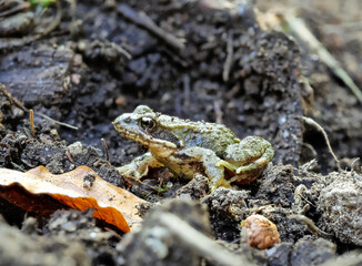Grasfrosch (Rana temporaria) im Wald