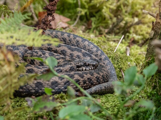 Kreuzotter (Vipera berus) versteckt im Moos
