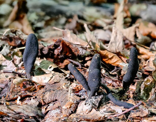 Langstielige Holzkeule (XYLARIA LONGIPES) 