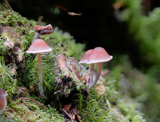 Natternstieliger Schwefelkopf (HYPHOLOMA MARGINATUM)