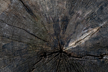 The texture of an old log. Photo of the texture of the end of an old log. Photo the texture of cracked wood.