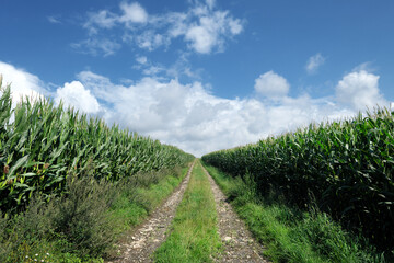 Maisfelder mit Feldweg - Stockfoto
