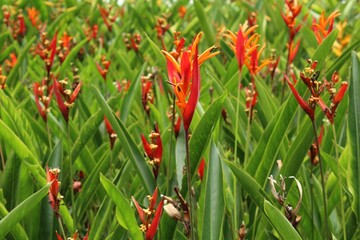 red and green grass