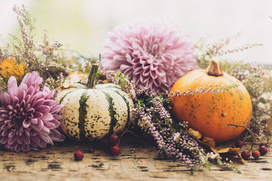 Happy Thanksgiving. Stylish pumpkins, purple dahlias flowers, heather on rustic old wooden background in light. Fall harvest rural composition space for text. Atmospheric autumn image