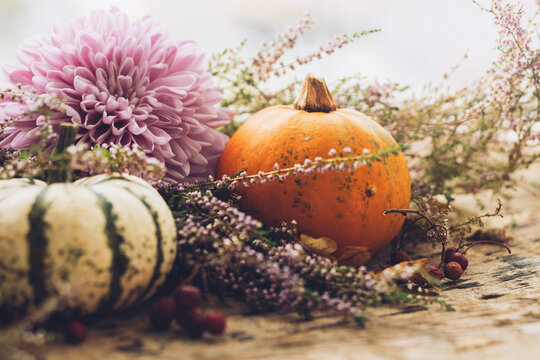 Happy Thanksgiving. Stylish pumpkins, purple dahlias flowers, heather on rustic old wooden background in light. Fall harvest rural composition space for text. Atmospheric autumn image