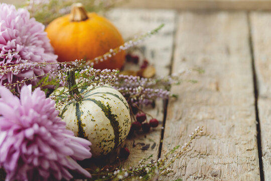 Happy Thanksgiving. Stylish pumpkins, autumn leaves, purple dahlias flowers, heather on rustic old wooden background. Fall harvest rural composition, space for text. Hello autumn. Halloween