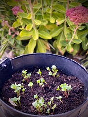 jeunes plants de radis