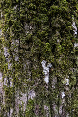 Obraz premium Tree bark with moss