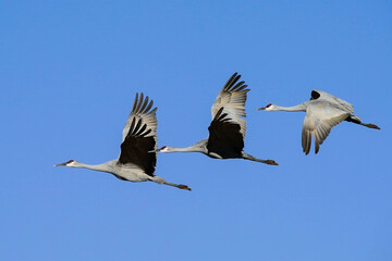 Sandhill Cranes - Flight