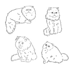 Vector Sketch Persian Cat persian cat vector