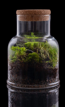 Glass bottle with cork and tiny forest in it made of soil, gravel, growing lichen (Cladonia fimbriata) and moss on the black background