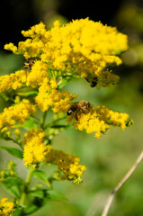 Bees and wasps collect nectar from yellow flowers on blurred background with bokeh. Natural background with insects on green lawn. Sunny day with copy space.