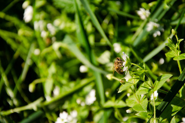 Bee collects nectar from white flower in green grass. Natural background with insect on green lawn. Sunny day with copy space.