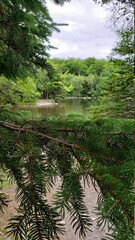 Lake through the Pine Trees