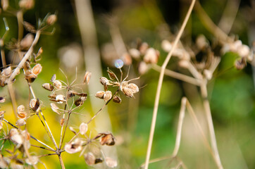 Selective focus inflorescences of dry grass on green background with copy space. Withered dry plant with fallen seeds on umbrella floscule. Natural background of wild dried flowers.