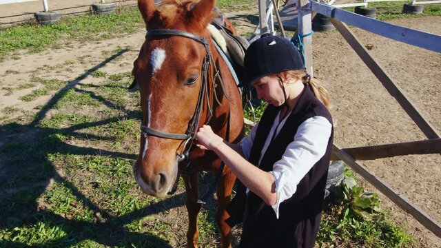 Jockette harnesses bay horse. Horsewoman prepares sorrel palfrey for horseback riding. Equitation, jockeyship, equestrianism. Female rider fixes rein, bridle, bit on chestnut stallion
