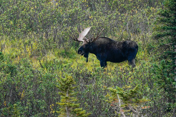 Bull Moose