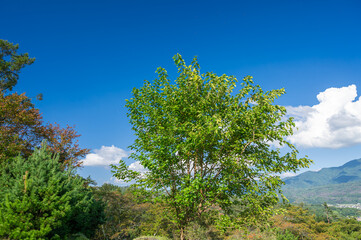 山の大きな桑の木