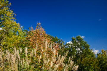 秋のアルプス公園