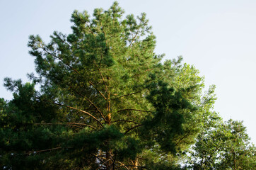 crown of coniferous trees, bottom view, pine forest, tree top