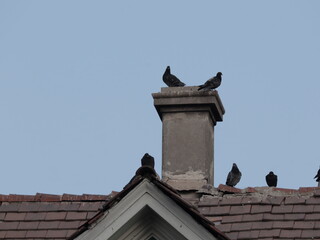 pigeons on the roof