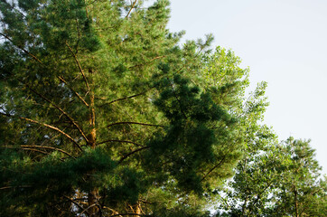 crown of coniferous trees, bottom view, pine forest, tree top