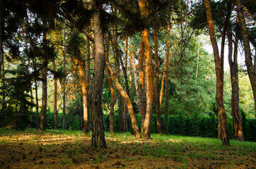 View of the pine forest Scene of the pine forest. Trail in the pine forest. Pine forest trees
