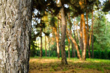 View of the pine forest Scene of the pine forest. Trail in the pine forest. Pine forest trees