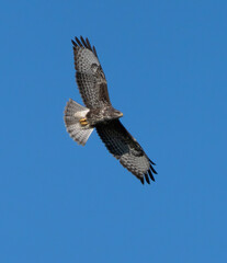 Flying buzzard against blue sky.