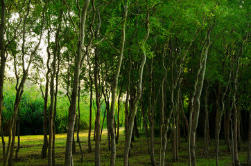 Fototapeta na wymiar green trees summer park , green Park