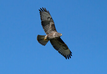 Flying buzzard against blue sky.