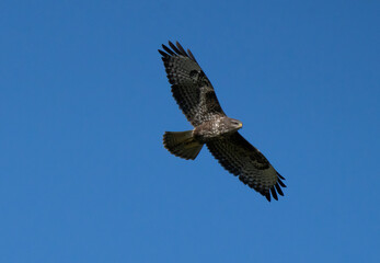 Flying buzzard against blue sky.