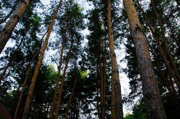 crown of coniferous trees, bottom view, pine forest, tree top