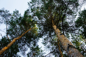crown of coniferous trees, bottom view, pine forest, tree top