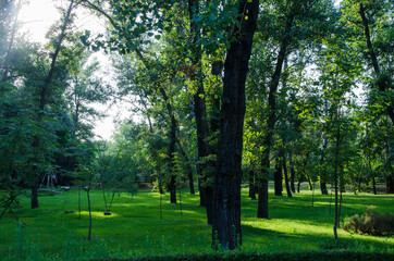 green trees summer park
, green Park