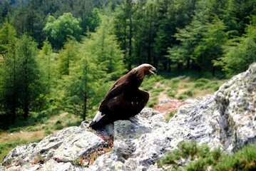 american bald eagle
