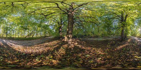 360 hdri panorama among old poplar grove with gnarled branches in forest or alley in...