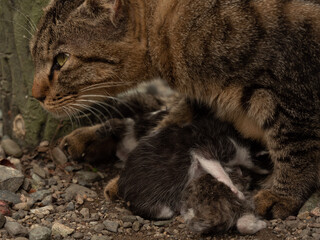 母猫が子猫を守るために周辺を警戒している様子