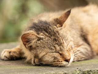 目を閉じて眠る可愛い茶色の毛並みの猫