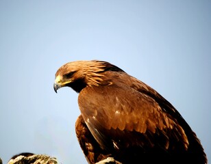 bald eagle in flight
