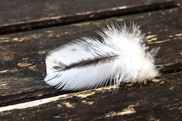Close up of chicken feather on dark wood background