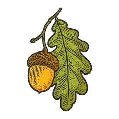 acorn with oak leaf color sketch engraving vector illustration. T-shirt apparel print design. Scratch board imitation. Black and white hand drawn image. © Oleksandr Pokusai