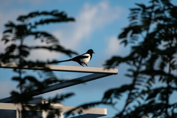Magpie