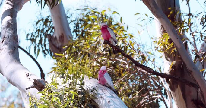 Cute Breeding pair of Galah birds, one backs into the nest. Australian wildlife